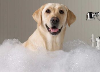 The Stress Free Guide To Washing Dogs: 4 Things to Know