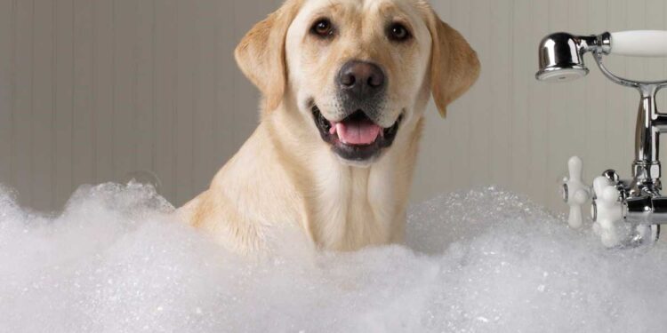 The Stress Free Guide To Washing Dogs: 4 Things to Know