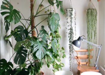 What is the Difference Between Grow Lights for Plants and Normal Lights?