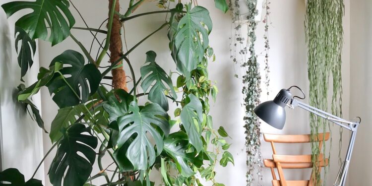 What is the Difference Between Grow Lights for Plants and Normal Lights?